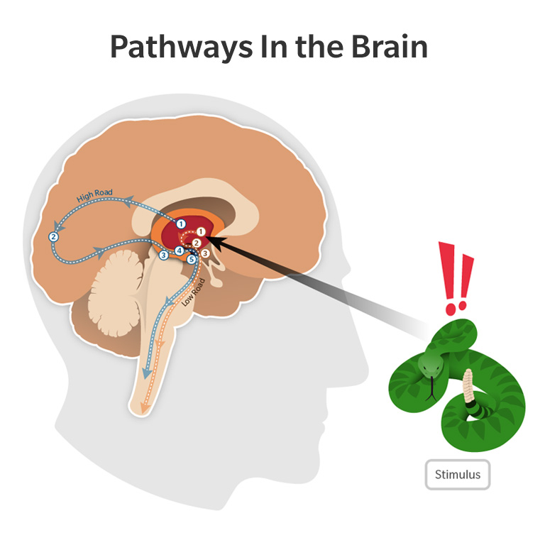 Pathways In the Brain Infographic