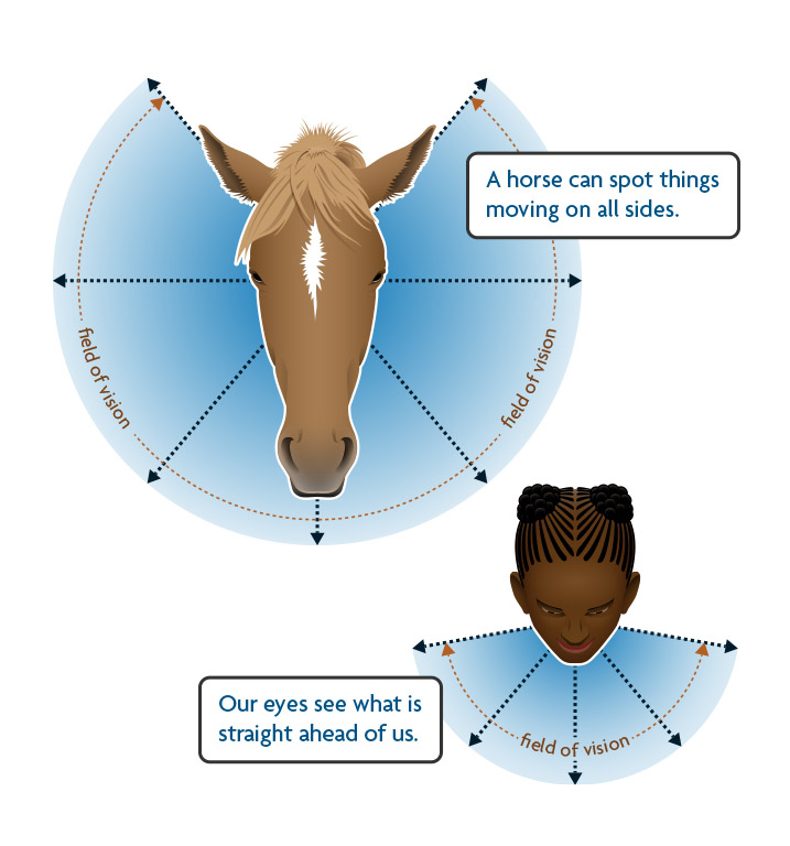 Field of Vision Graphics